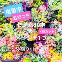 多肉　　セダム　増量　詰め合わせ　カット苗　寄せ植え