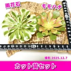 2025年最新】アエオニウム の人気アイテム - メルカリ