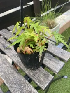 イロハモミジ小苗寄せ植えのサムネイル