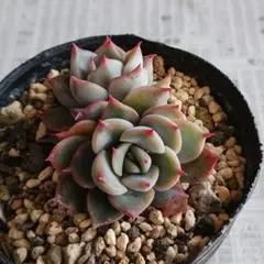 2026年最新】毒リンゴ 多肉の人気アイテム - メルカリ