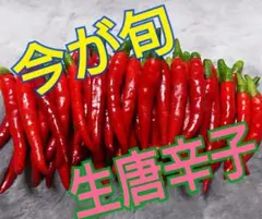 タイムセール‼️農薬不使用✨赤生唐辛子のサムネイル
