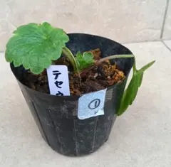 2026年最新】ラナンキュラスラックス テセウスの人気アイテム - メルカリ