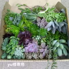 2026年最新】多肉 セットの人気アイテム - メルカリ