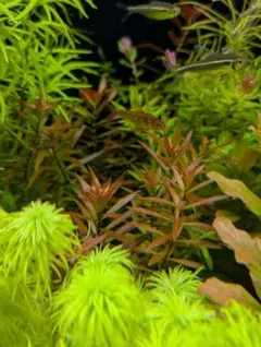 ☆郵送 リムノフィラSPフィリピン水中葉1本 水草 ADA 水槽 - メルカリ