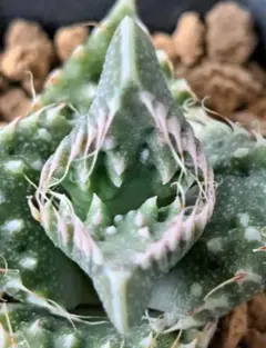 ミホコ様 リクエスト 2点 まとめ商品