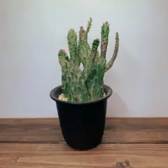 2025年最新】オプンチア錦の人気アイテム - メルカリ