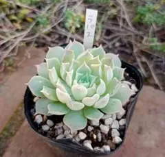 速達 綾鷹様 リクエスト 2点 まとめ商品