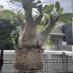 s*8様 パキポディウム　エニグマティクム　エニグマチカム　現地球　発根済み　花のサムネイル