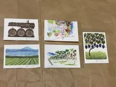 登美の丘ワイナリー　ワイン・ブドウの水彩画ポストカード5枚セット