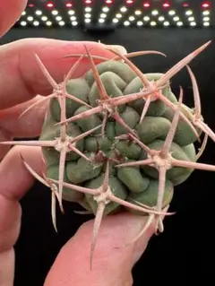 2026年最新】フェロシオールの人気アイテム - メルカリ