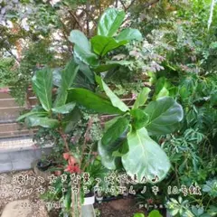 【B級品/大型観葉植物】波打つ大きな葉が魅力♪フィカス・カシワバゴムノキ10号鉢のサムネイル