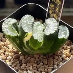 39d ハオルチア　多肉植物　広重玉扇錦　自家繁殖 ハオルチア ：玉扇実生選抜 コンゲンスタ錦A 3.5号鉢植え の通販