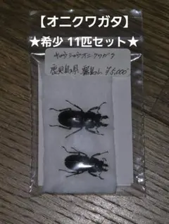2026年最新】クワガタ 標本 希少の人気アイテム - メルカリ