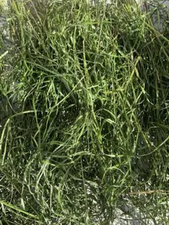 Item thumbnail for item bca1a0e0-2991-423e-8e6c-b92c270be3ab