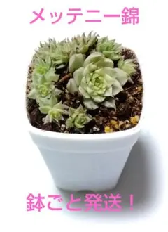 センペルビウム メッテニー錦 12鉢セット ☆【多肉植物