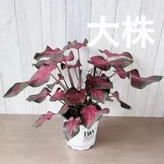 残り一つ 売り尽くし メディニラ マグニフィカ フラメンコ 花芽5つ
