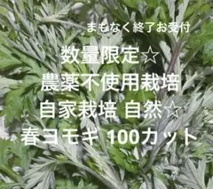 早い者勝ち 農薬不使用栽培 自家栽培 自然育ち ヨモギ 春よもぎ カット100ｇのサムネイル