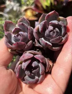 ①✅️エボニー（エケベリア）カット大苗　訳あり品（キズ・汚れ） 黒檀エボニー 多肉植物 エケベリア 韓国苗 カット苗 3苗セット 現品