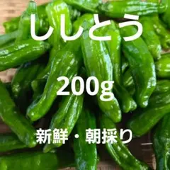 新鮮・朝採り❣️　旬のししとう　200g　ネコポスのサムネイル