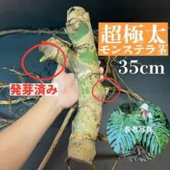 極太モンステラ 茎 23cm 親株写真あり - メルカリ