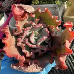 多肉植物♡ 女王の花笠 大株 カット