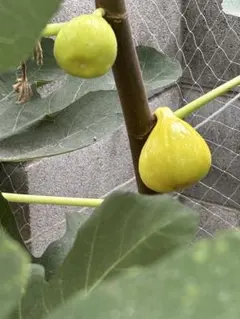 2025年最新】いちぢく穂木 ゴールデンリバーサイドの人気アイテム