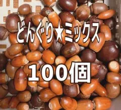 どんぐり★ミックス100個