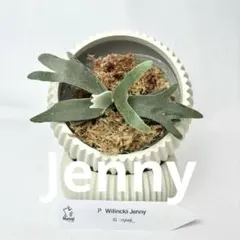 メルカリ便】P. Willinckii Jenny (TC)【95】 - メルカリ