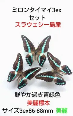 外国産蝶標本【絶滅種】デタニヒイロツマベニ＆ミイロタイマイ♂セット