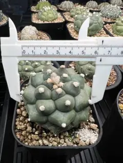 57【Astrophytum】アストロフィツム リザードスキン 兜 モンスト
