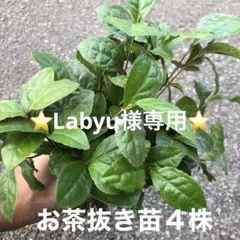 ⭐️Labyu様専用⭐️お茶の木4株⭐️⭐️ お茶の苗木　日本茶の苗　抜き苗