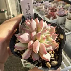 2025年最新】多肉植物 リンゼアナの人気アイテム - メルカリ