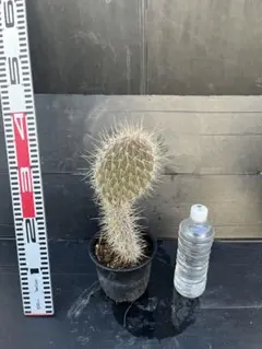 2025年最新】ガラパゲイアの人気アイテム - メルカリ