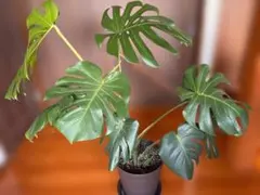モンステラ（鉢植え）のサムネイル