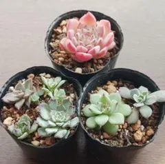 【抜き苗】多肉植物　５種セット②