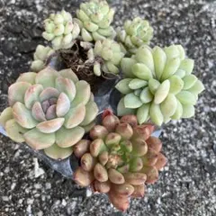 ♡そのまま飾れる♡ネコちゃんの可愛い多肉植物寄せ植え