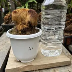キンモウコウ 希少植物 金運を呼ぶ 観葉植物 金毛狗 5号鉢 - メルカリ