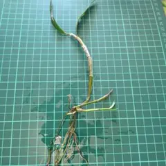メヒルギ　マングローブ　発根あり　苗　観葉植物沖縄/水槽/アクアリウム/園芸/緑 マングローブ苗(メヒルギ)沖縄産