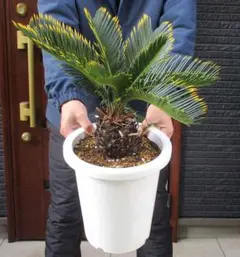 現品】キンカンソテツ／金冠蘇鉄 8号 2K番 - メルカリ