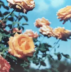 globe / Relation cd809083