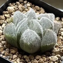 2025年最新】九尾狐 ハオルチアの人気アイテム - メルカリ