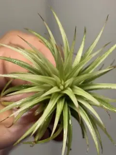 珍品 Tillandsia geminiflora 綴化'Cristata' - メルカリ