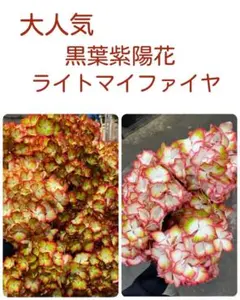 希少！花芽あり♥アジサイ♥ブラックダイヤモンド 『ライトマイファイヤ』秋色紫陽花のサムネイル