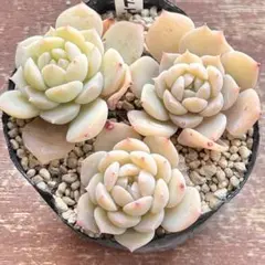 ꕤclara*様 リクエスト 10点 まとめ商品