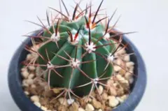 メロカクタス・Giganteus 雷電雲のサムネイル