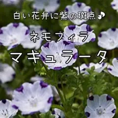 【マキュラータのタネ】60粒 種子 種 ネモフィラ マクラータ マクラタ