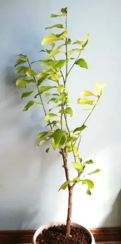 レモンの木　苗木　YDレモン