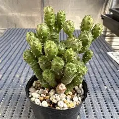 せんのりQ様 リクエスト 3点 まとめ商品