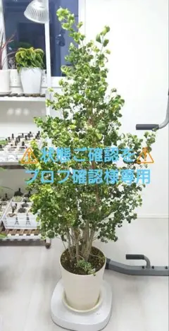 2026年最新】ベンジャミンバロックの人気アイテム - メルカリ