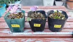 み～こ様 リクエスト 2点 まとめ商品